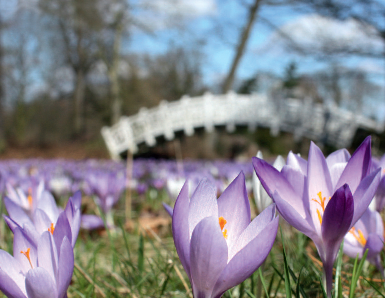 Frühlingserwachen in Wörlitz 2018